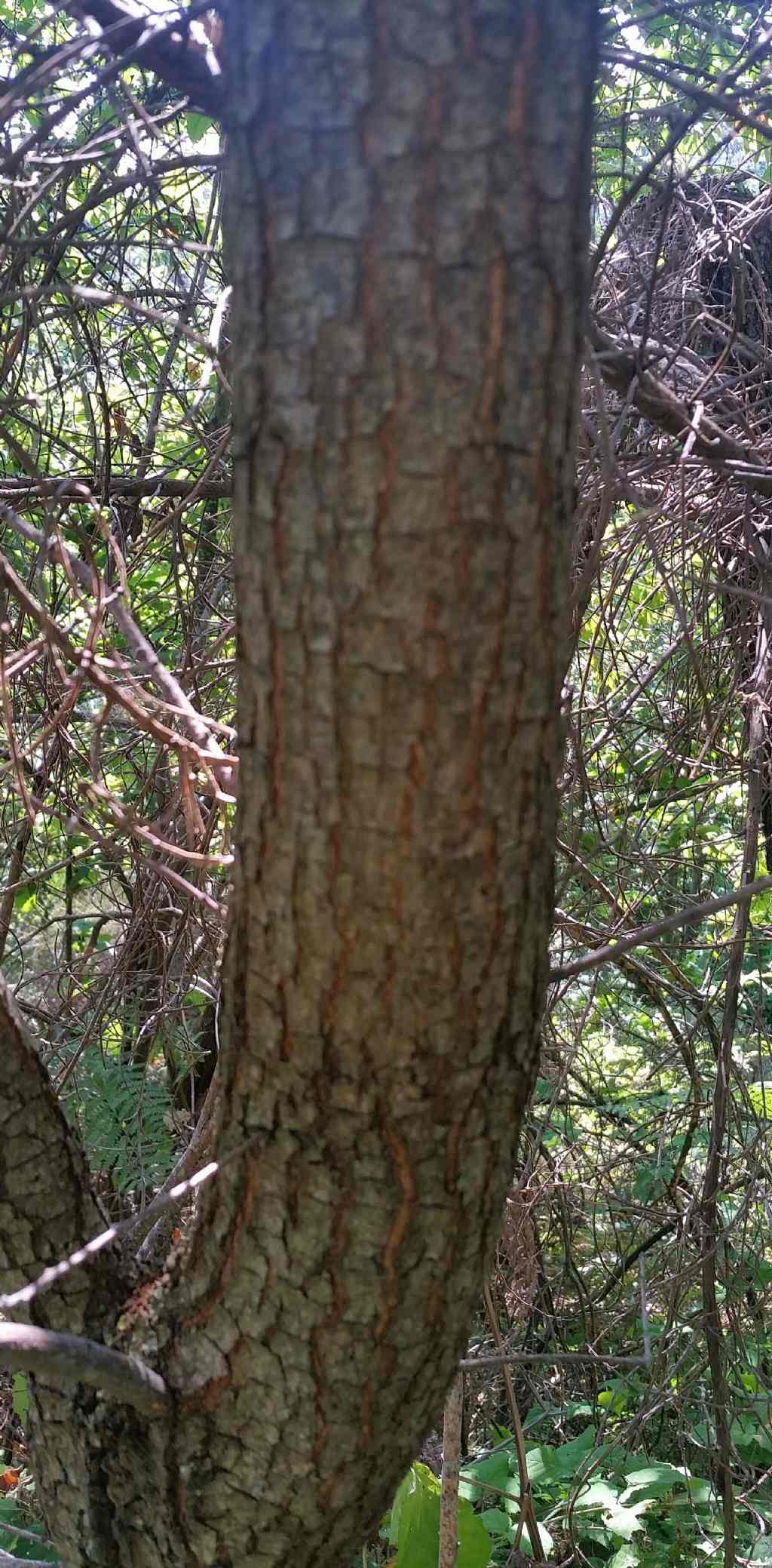 Quercus Robur?no, Quercus cfr.pubescens